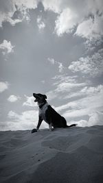 View of dog standing on land