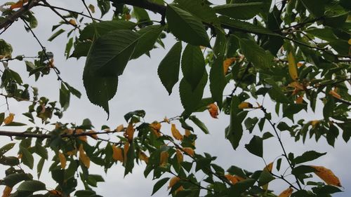 Low angle view of tree against clear sky