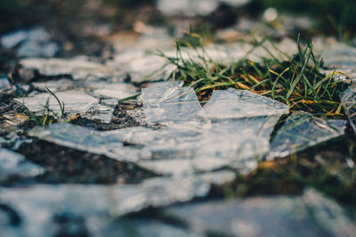 Close-up of frozen plant on field