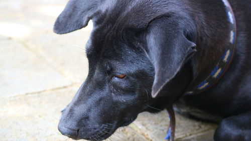Close-up of dog looking away