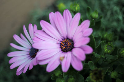 Close-up of pink flower