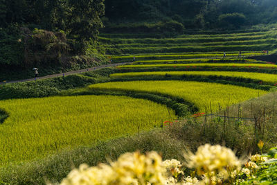 Scenic view of agricultural field