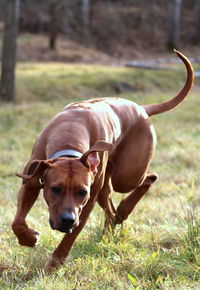 Portrait of dog on field