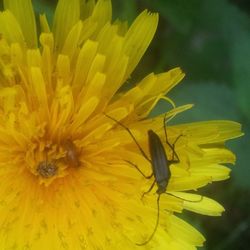 Close-up of butterfly on yellow flower