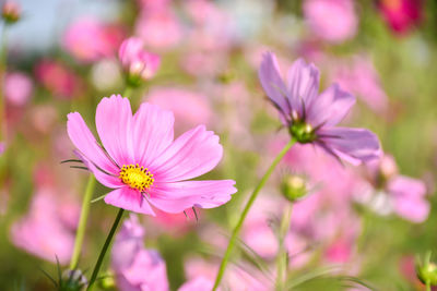 Close-up of pink cosmos flower