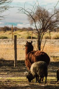 Sheep in a field