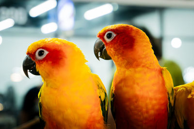 Close-up of parrot