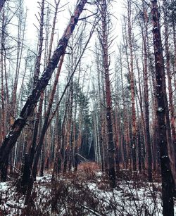 Bare trees in forest