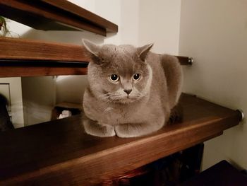 Portrait of cat on table at home