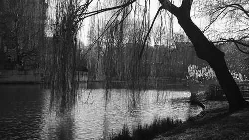 Bare trees reflecting in lake