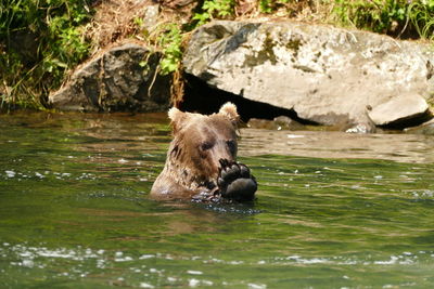 Grizzly bathing in salmon-laden lake in alaska