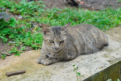 Portrait of cat sitting on field