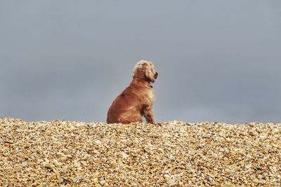 Dog sitting on rock