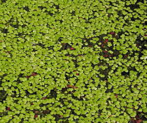 Full frame shot of green leaves floating on water