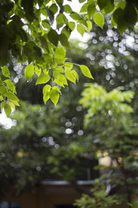 Low angle view of leaves against trees