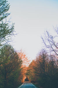 Road amidst trees against sky during autumn