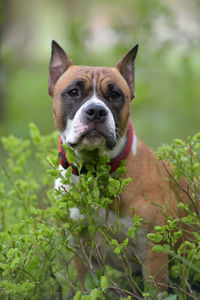 Portrait of a dog