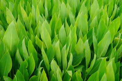 Close-up of crops growing on field