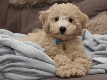 Male poochon puppy laying on a blanket