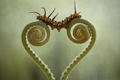 Beautiful caterpillar on fern