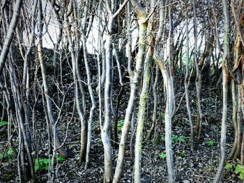 Bare trees in forest