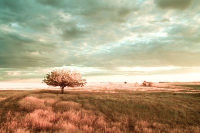 Tree on field against sky during sunset