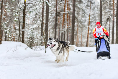 View of a dog in snow