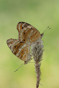 Close-up of butterfly pollinating flower