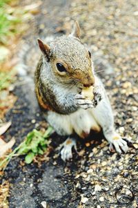 High angle view of squirrel on field