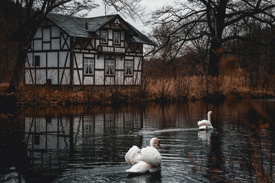 Swans on a lake