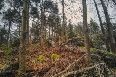 Pine trees in forest