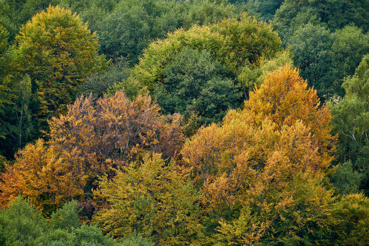 HIGH ANGLE VIEW OF PLANTS GROWING IN FOREST