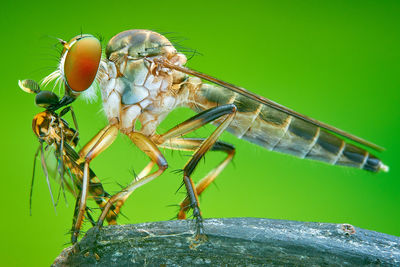 Close-up of fly