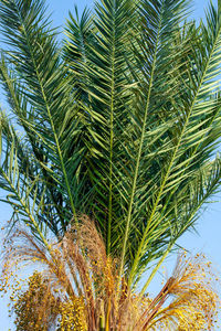 Low angle view of palm tree against sky