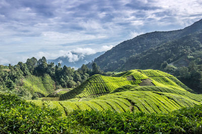 Scenic view of green landscape against sky