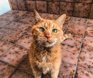 Portrait of cat sitting on tiled floor