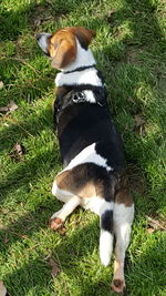 High angle view of dog on field