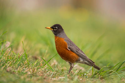 Close-up of a bird perching on a field