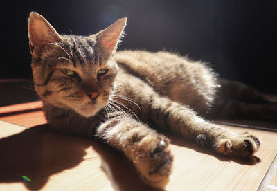 Close-up of cat resting on floor