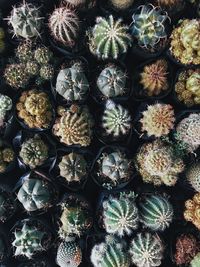 Full frame shot of succulent plants