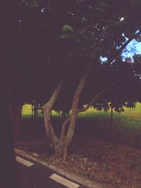 Trees on field against sky at night