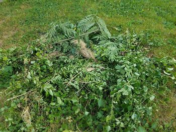 High angle view of snake on field