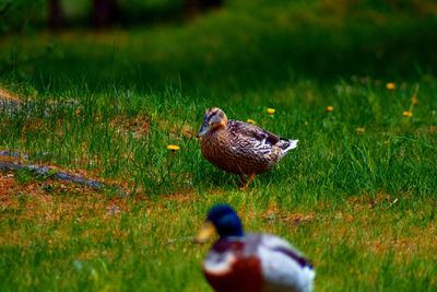 Duck on a field