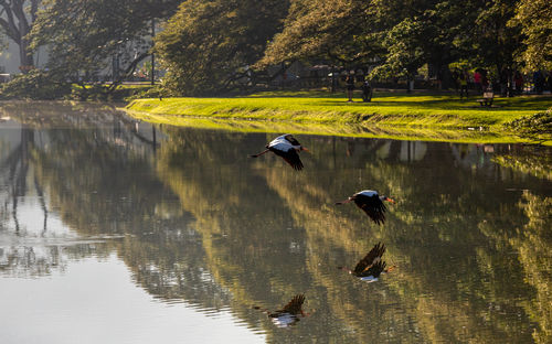 reflection