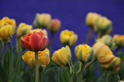 Close-up of yellow tulips