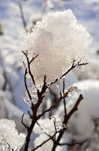 Close-up of snow on tree during winter