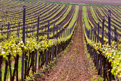 Vineyard on hill