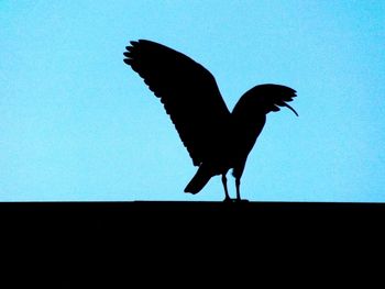 Silhouette of bird against blue sky