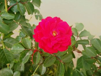 Close-up of pink flower blooming outdoors