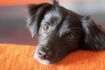 Close-up portrait of a dog